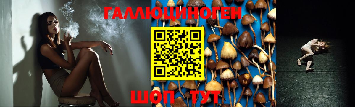 Канаш  Галлюциногенные грибы Cubensis  Вход с VPN 